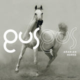 Gus Gus: ARABIAN HORSE